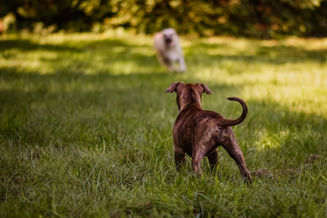 a brown dog standing on top of a lush green field