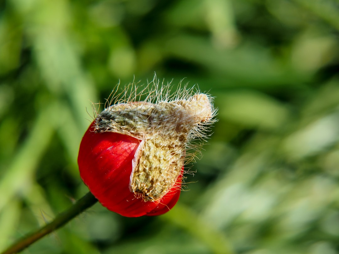 a close up of a flower with a blurry background