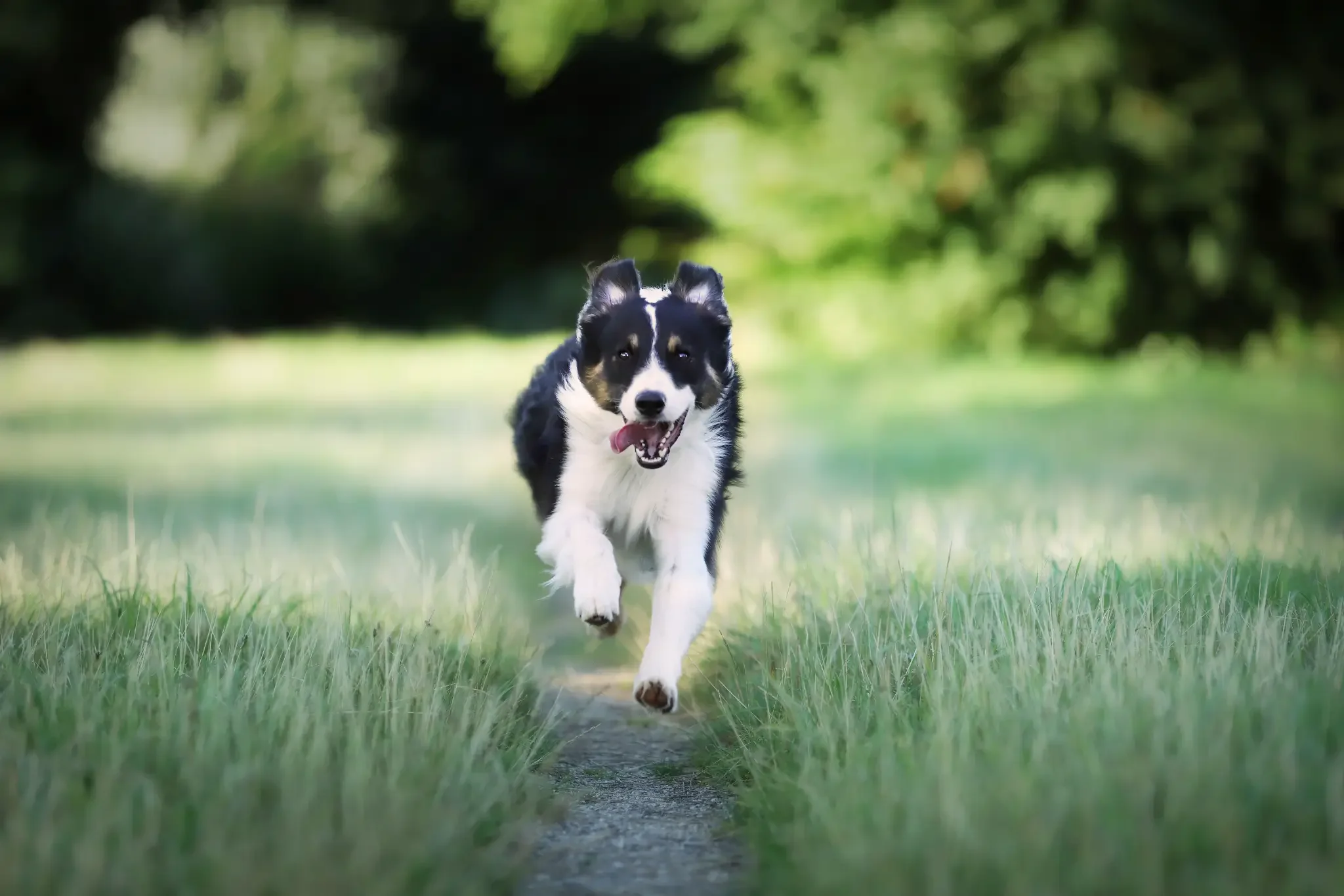 Border Collie Hund mit hypoallergenem Hundefutter - gesunde Ernährung ohne Allergene